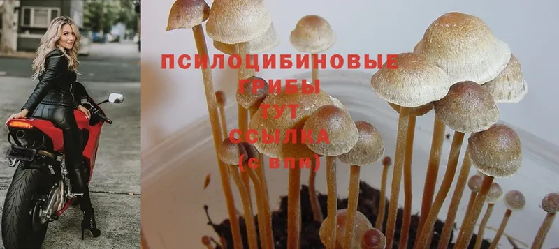 маркетплейс клад  купить закладку  Казань  Псилоцибиновые грибы MAGIC MUSHROOMS 